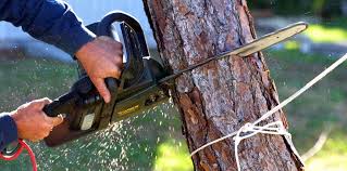 Why Choose Our Tree Removal Services in Sweetwater, TX?