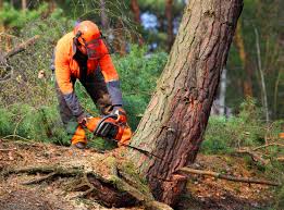 Best Seasonal Cleanup (Spring/Fall)  in Sweetwater, TX