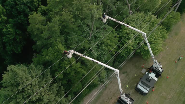 Best Root Management and Removal  in Sweetwater, TX