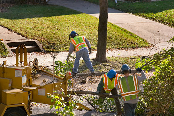 Best Tree Cabling and Bracing  in Sweetwater, TX