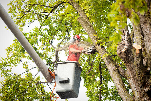 Best Tree Removal  in Sweetwater, TX